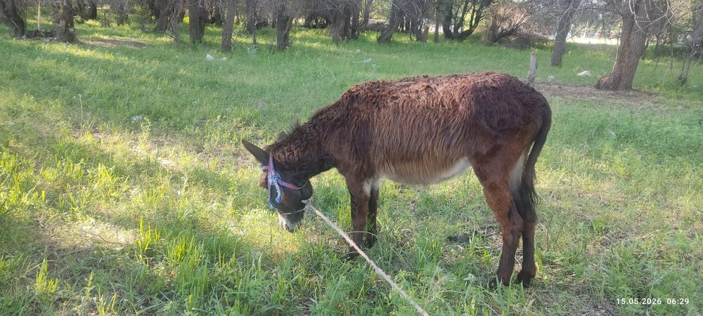 Есек сатылады продам ишак