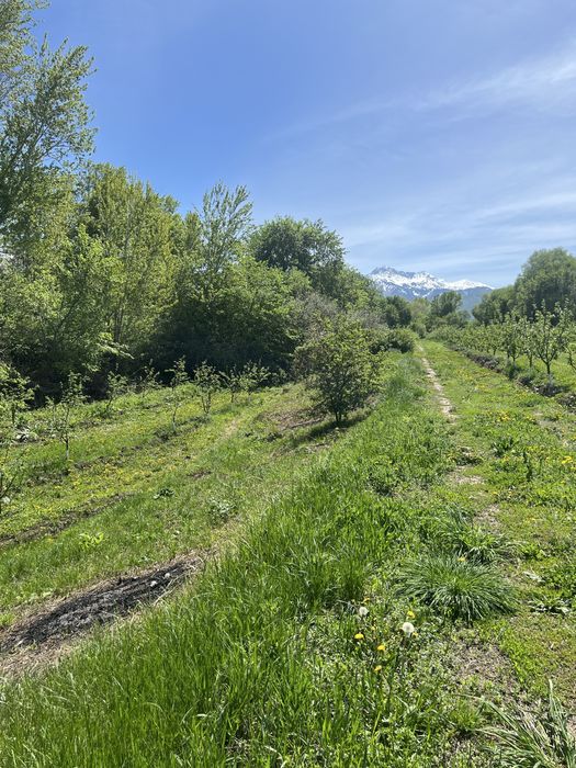 Продам яблоневый сад