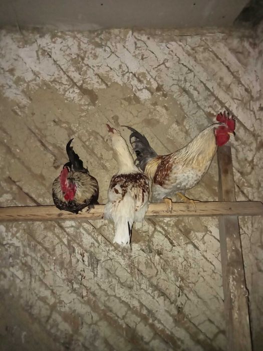 Продам молодых домашних петухов