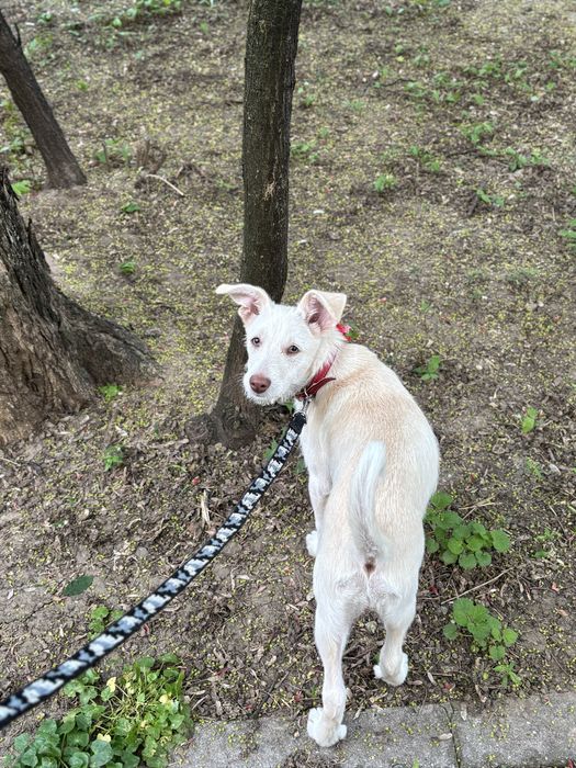 Caine pentru adoptie responsabila