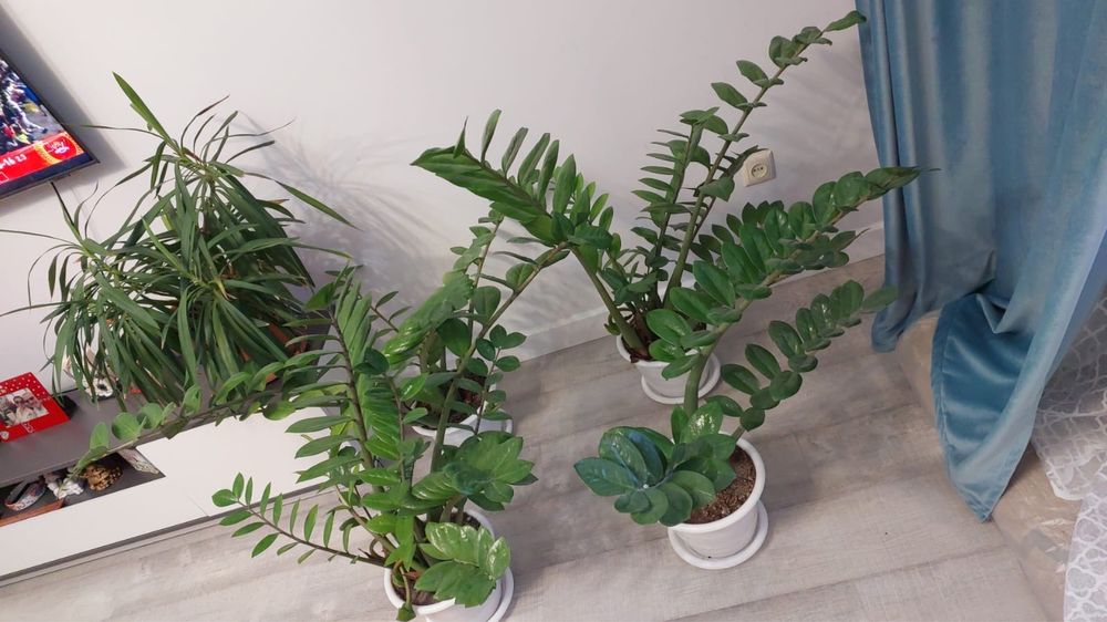 Растение денежное дерево