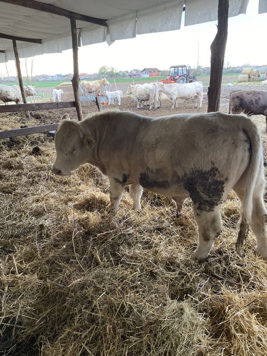 Charolais Tauri de monta