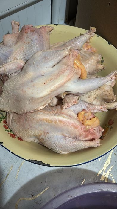 Продаём домашние жирные крупные куры