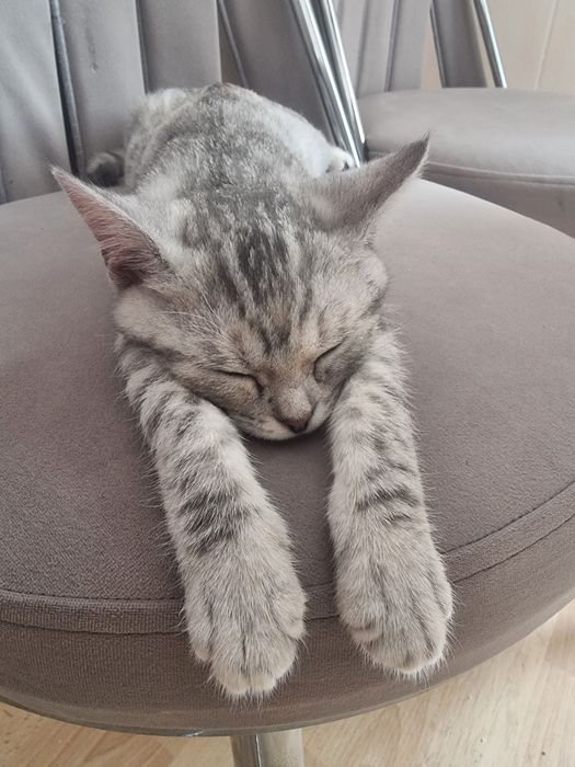 Породистая кошка