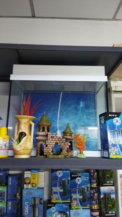 Корма для рыб в Афалине. Аль Фараби Навои