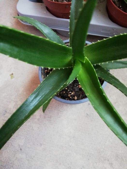 Алое Вера лечебно