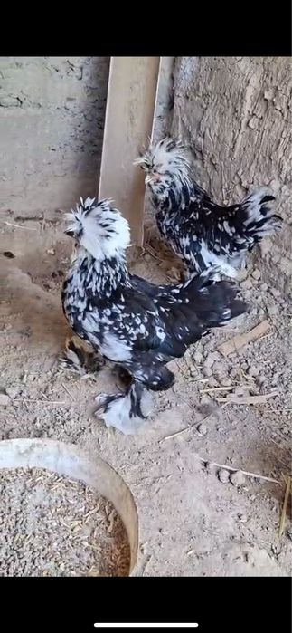 султанка пара 28 мын