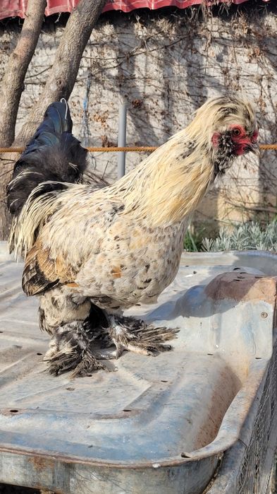 Cocosi motati încălțați bărboși.