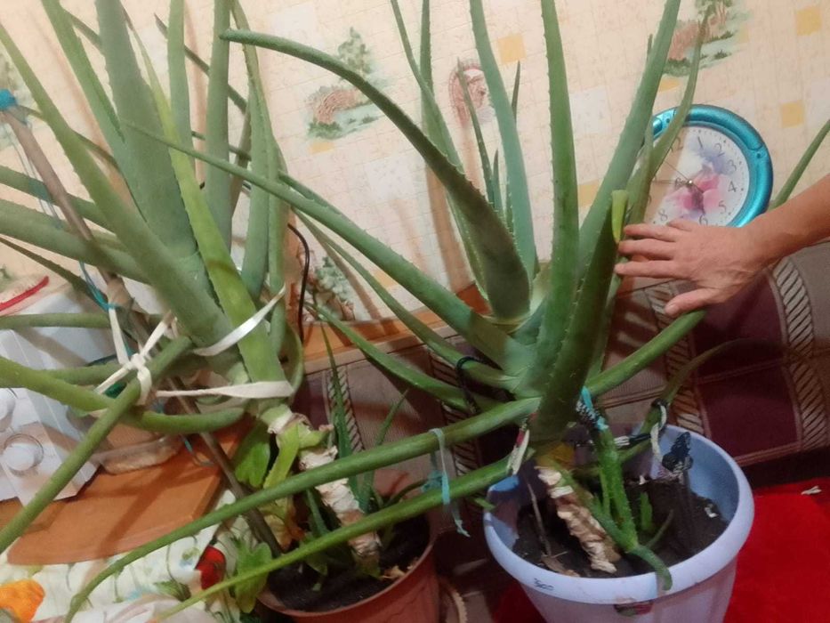 Продам комнатные фикусы и алоэ
