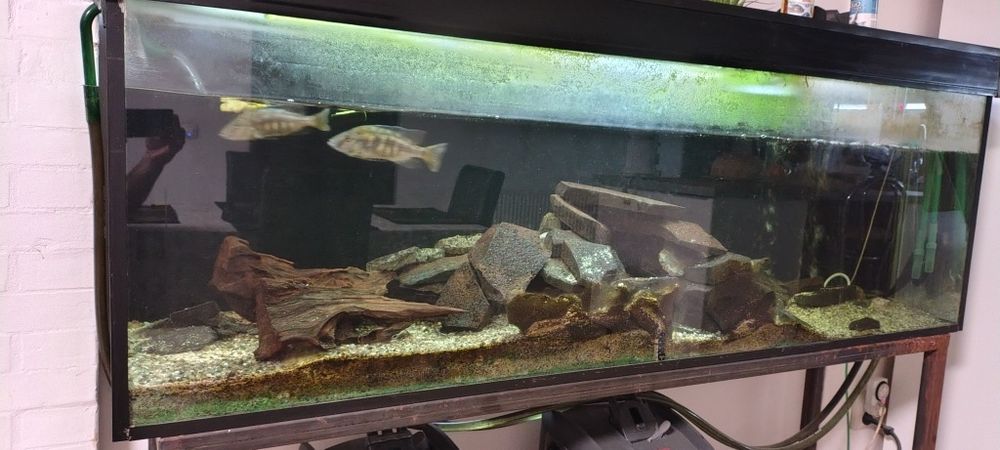 Vând acvariu 433 litri
