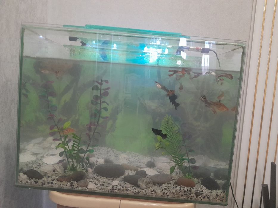 Продам аквариум рыбы
