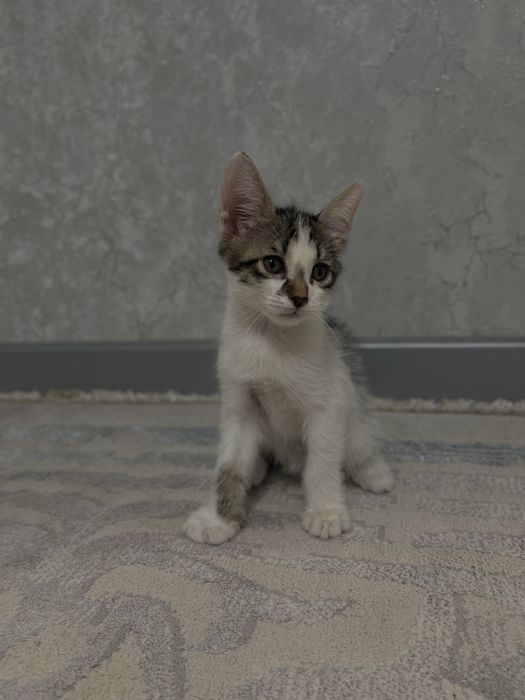 Отдам котят в добрые руки