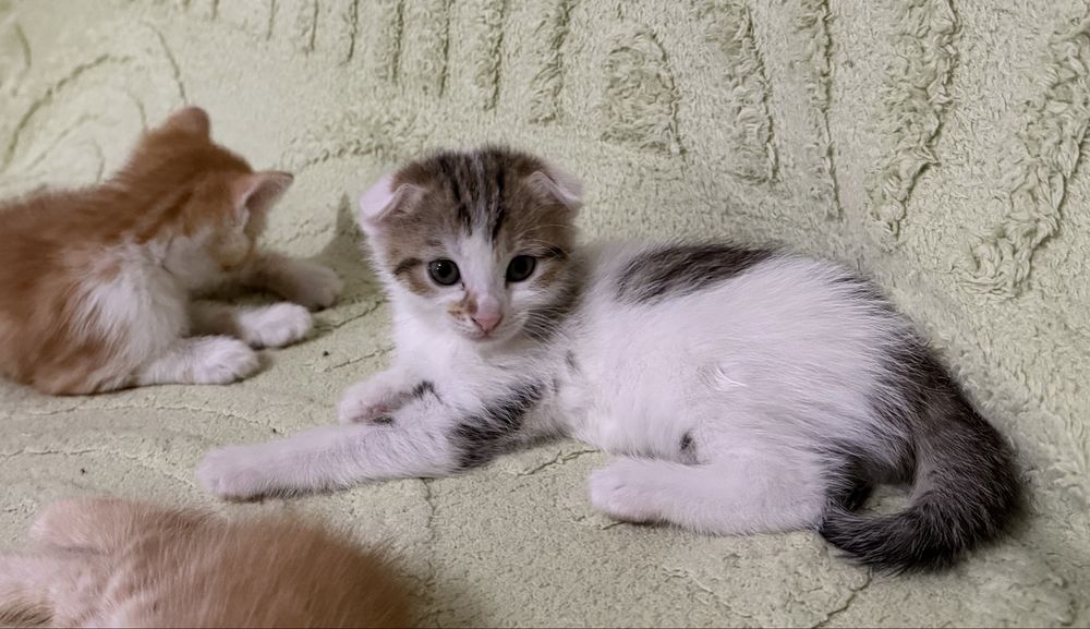 Вислоухие котятя