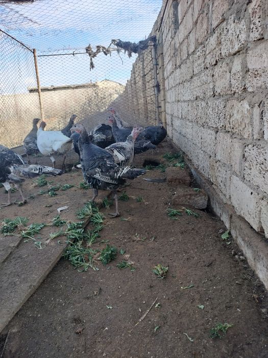 Продам взрослых индюков