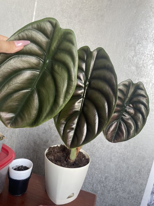 Алоказия ред сикрет