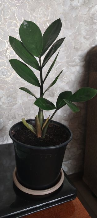 Продам Замиокулькас