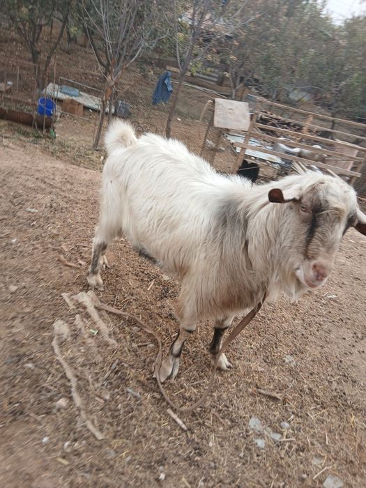 Продаётся племенной  козёл