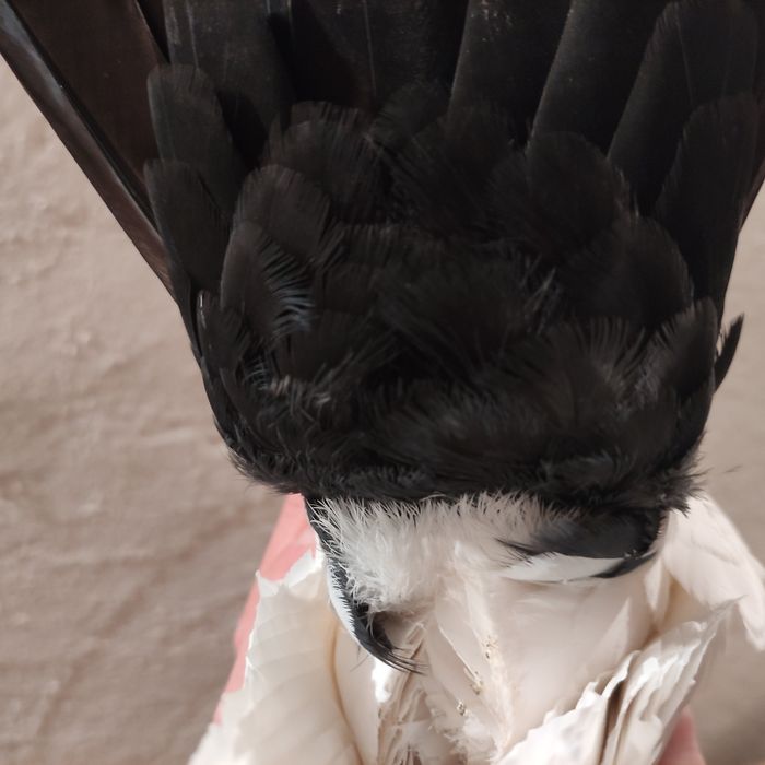 Голуби домашние чернохвостые пара (персы)