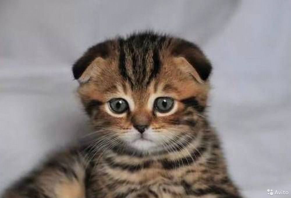 Срочно продою шодланских  котят скотиш фолд