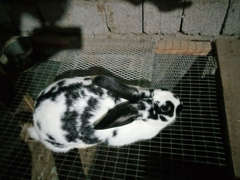 Babocha zotli urg'ochi quyon