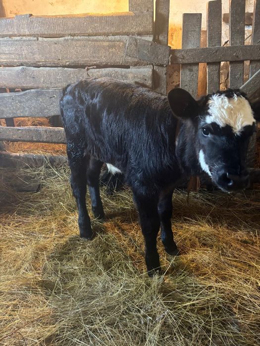 Продам теленка (бычок)