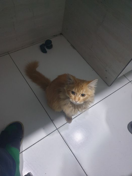 Wifi Tp link c54 holati pachti yangi kop ishlatilmagan srochni sotilad