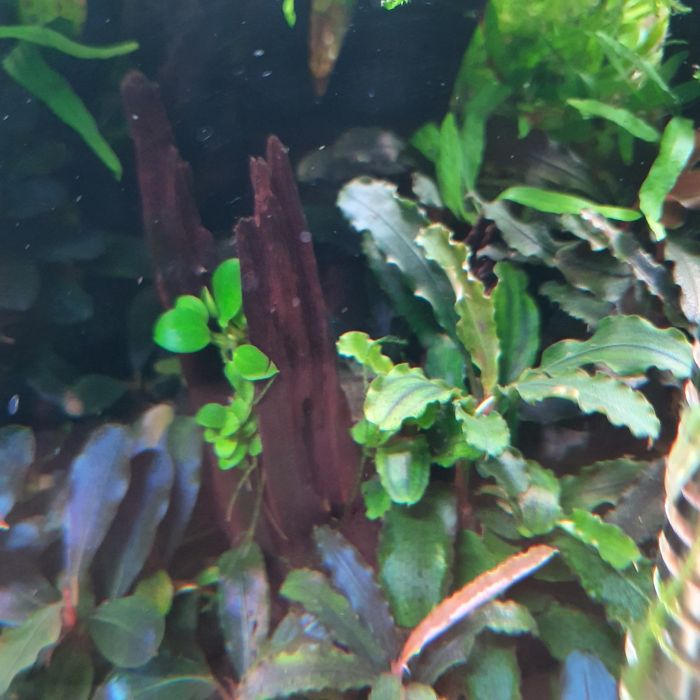 Plante naturale acvariu apa dulce.