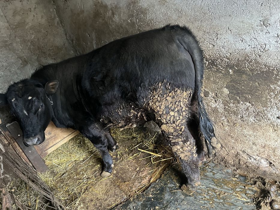 Taur angus Adjud Vrancea