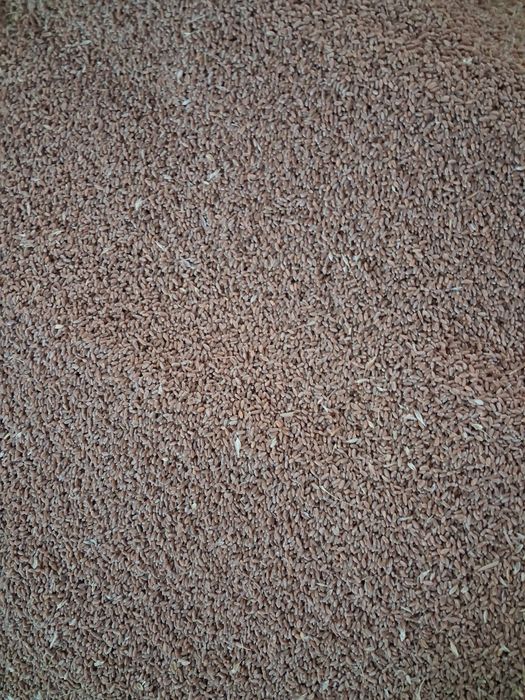 Grâu de vanzare 2025