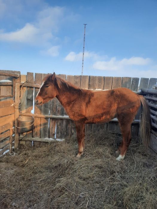 1.5 тай сатылады