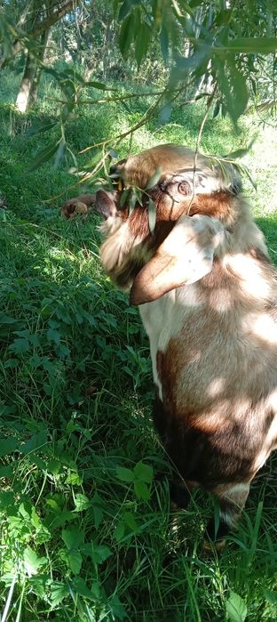 Tap anglo schimb cu capra  aceasi rasa sau alpina  .,