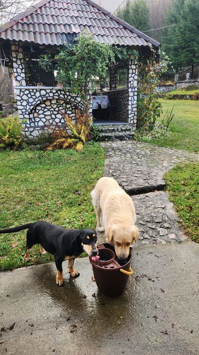 Catei pierduti sau abandonati !