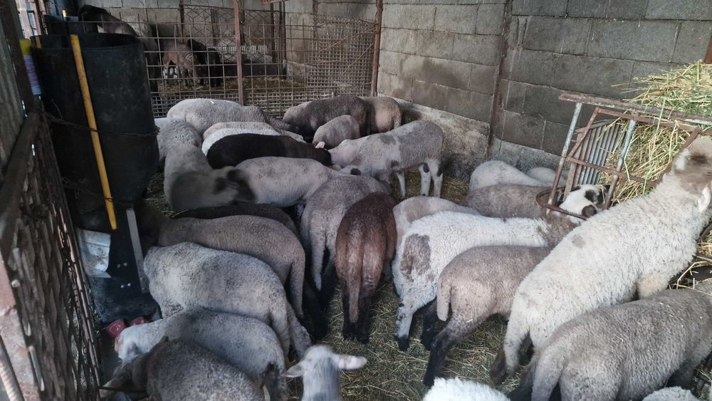 Miei și oi de vânzare. Animale sănătoase, crescute natural.