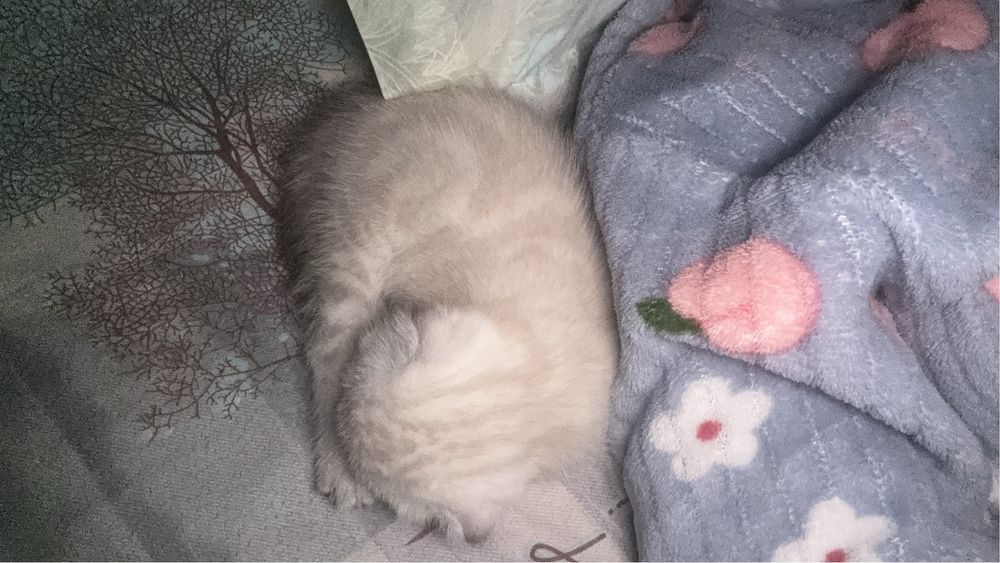 шотландская вислоухая