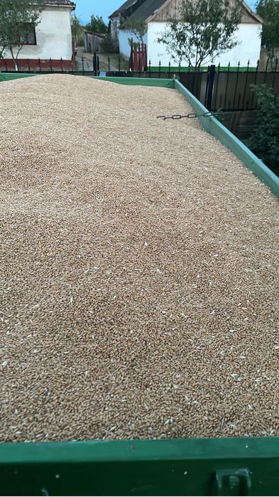 Grau de vanzare si orz 2025