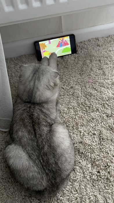 Шотландская вислоухая кошка