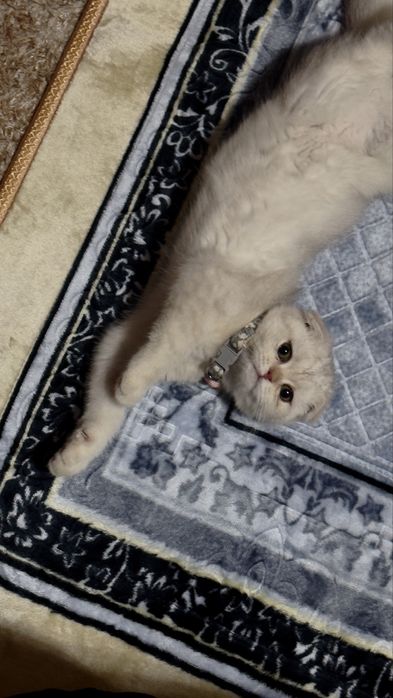 Кошка скотиш фолд