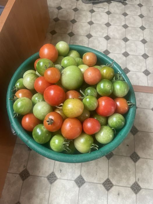 Продам помидоры черри.