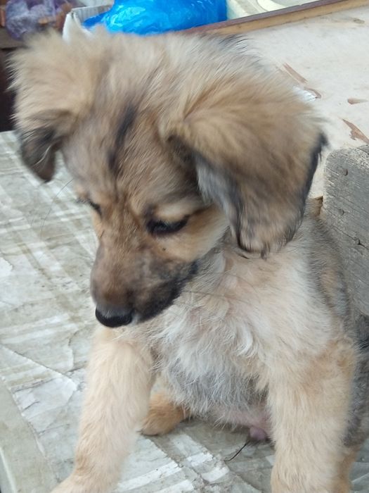 Отдам в заботливые руки щенков