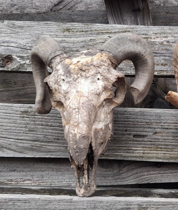 Трофей, рога !!!