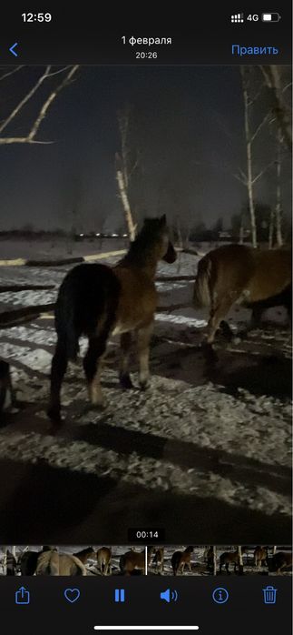 Семіз тай полутяж Ұрғашы Еркек