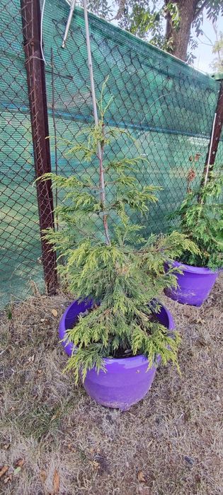 Кипарис, лейланд.