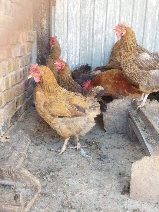 Продам куры домашние
