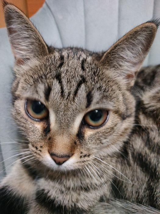 Бесплатно отдам кошку