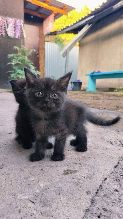 Котики  шотландские скотиш 2 месяца