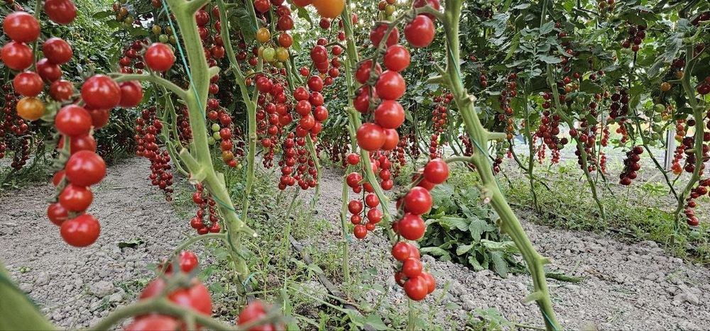 Продается помидоры черри, Помидор черри (cherry tomat) сотилади