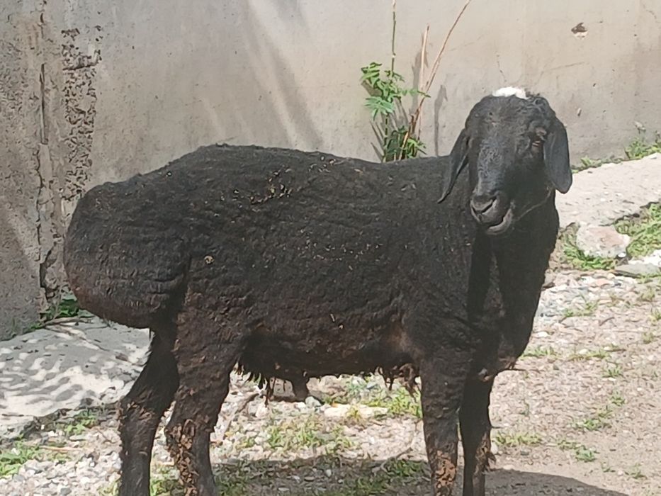 Кучкор сотилади 7 ярим млн