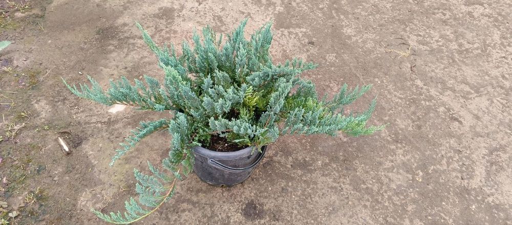 Туя голд италянски сорт ранги товланади