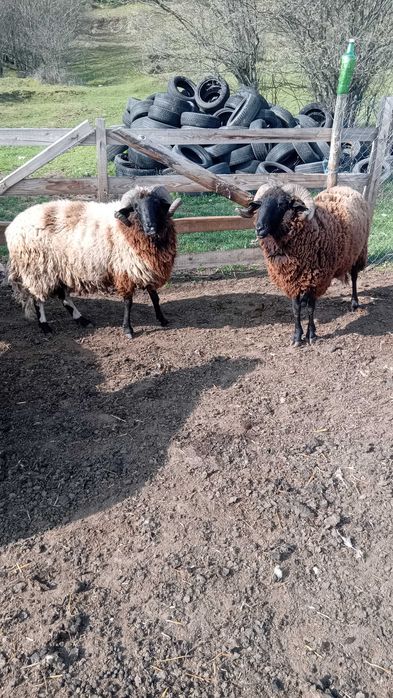 Продавам Кочове 4 броя