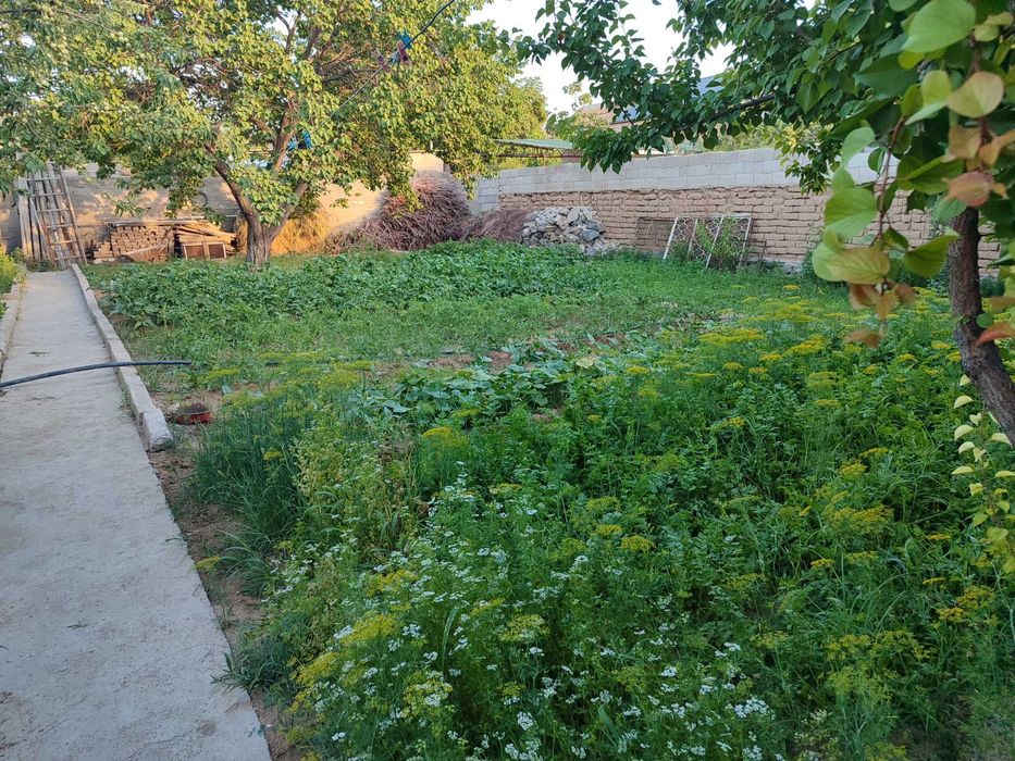 Dacha sotiladi 3 xonali